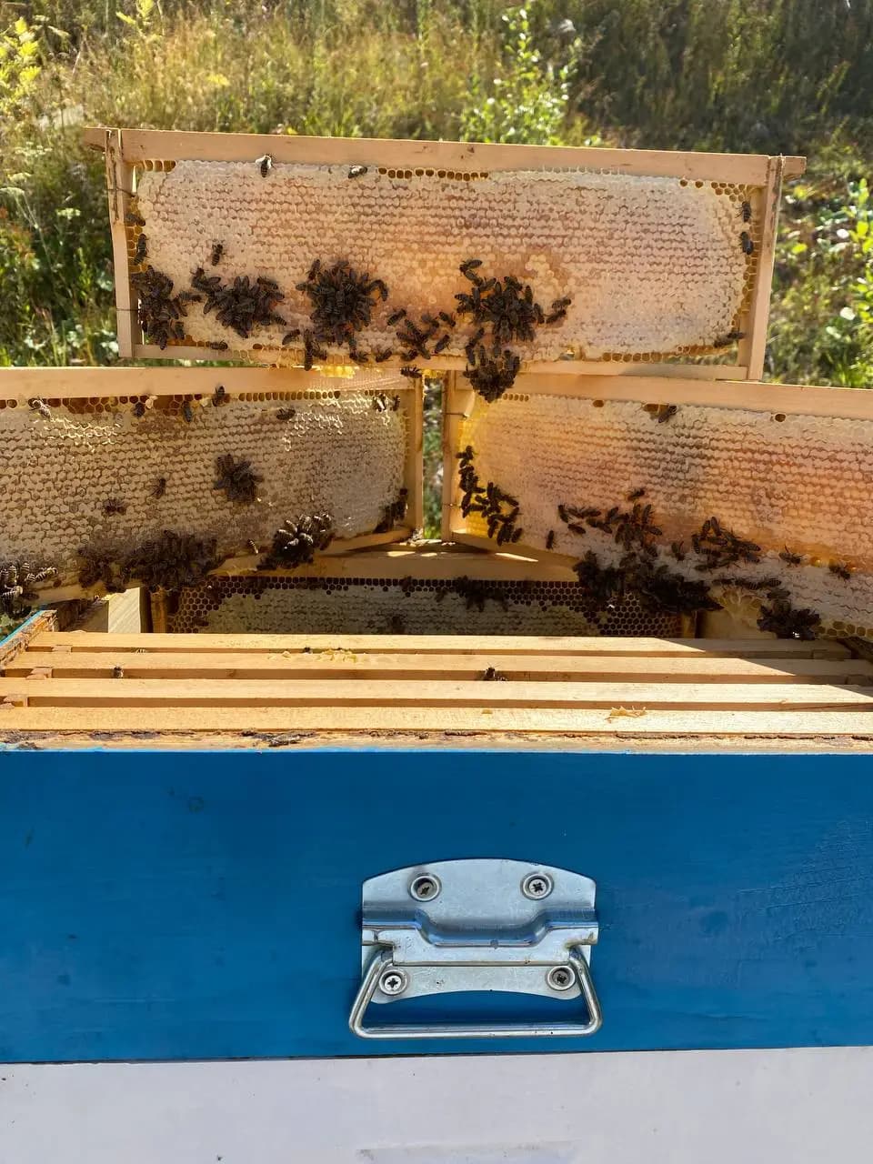 apiary photo